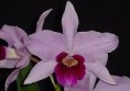 /album/fotogalerie-laelia-purpurata/l-purpurata%20var-tipo%20%c2%b4special%c2%b4-jpg/